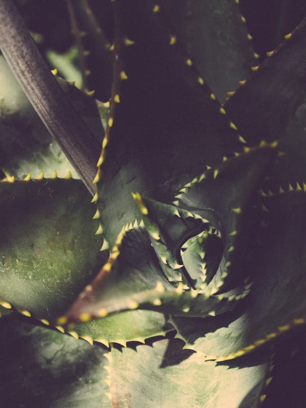 Aloe Vera